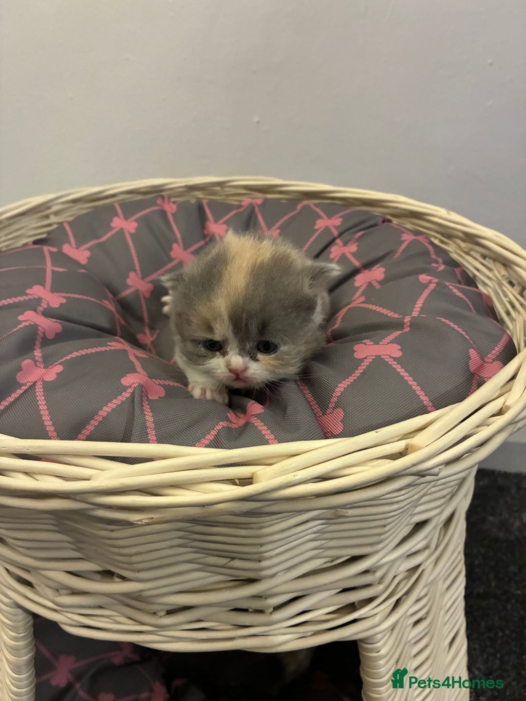 British Shorthair cats for sale: 5 BSH TICA REGISTERED KITTENS - Advert 24