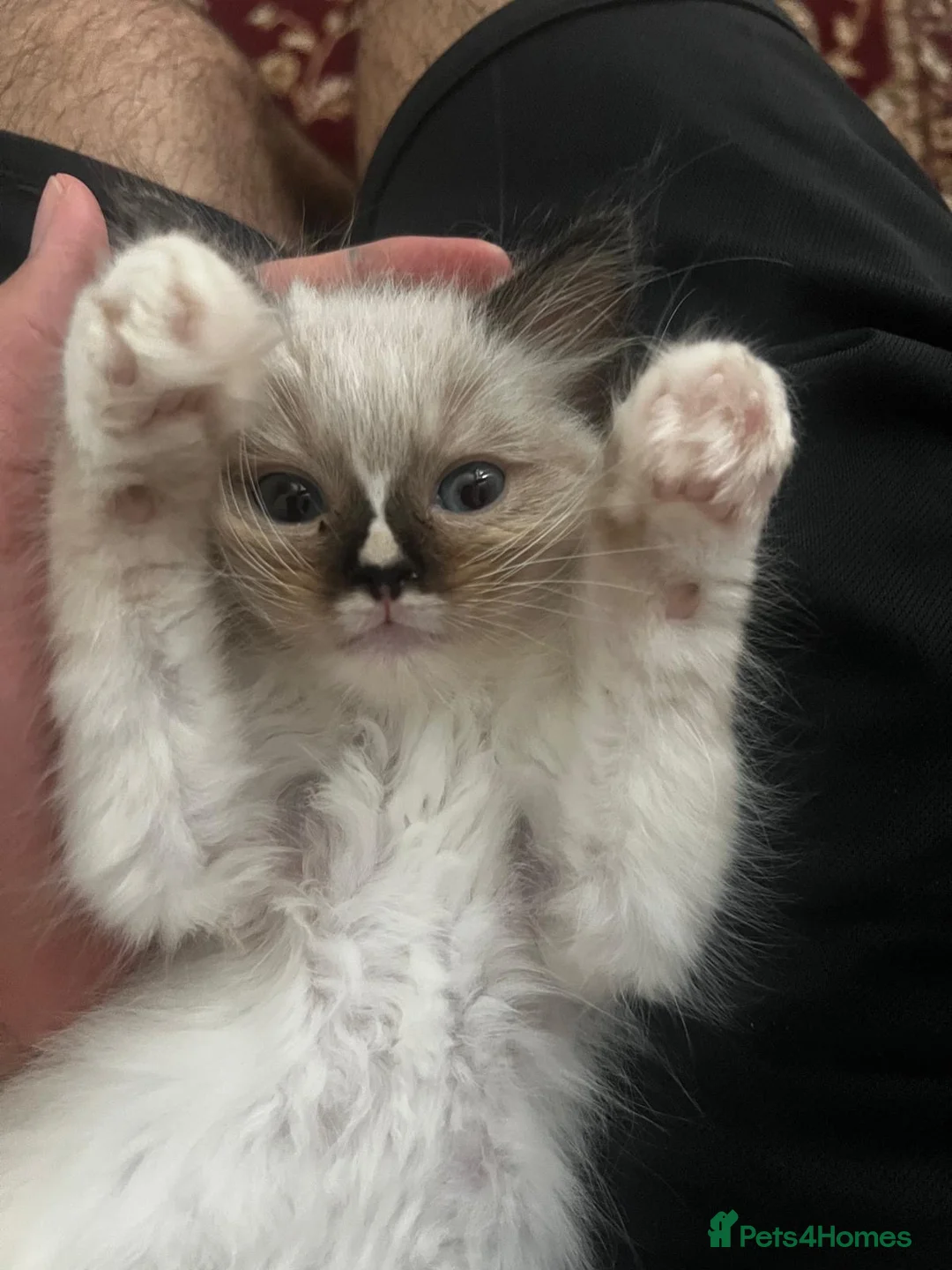 Ragdoll cats for sale: playful male ragdoll kitten - Advert 5