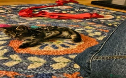 Savannah cats for sale: Beautiful Savannah cross kittens for sale - Advert 22