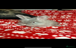 Mini Lop rabbits for sale: Gorgeous little mini lop baby bunnies ready now - Image 2