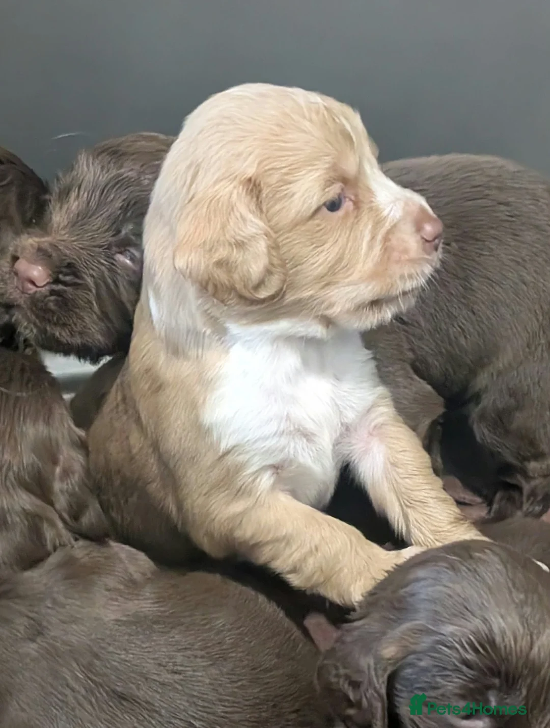 Cocker Spaniel dogs for sale: W/T Pedigree Cocker Spainels  - Advert 12