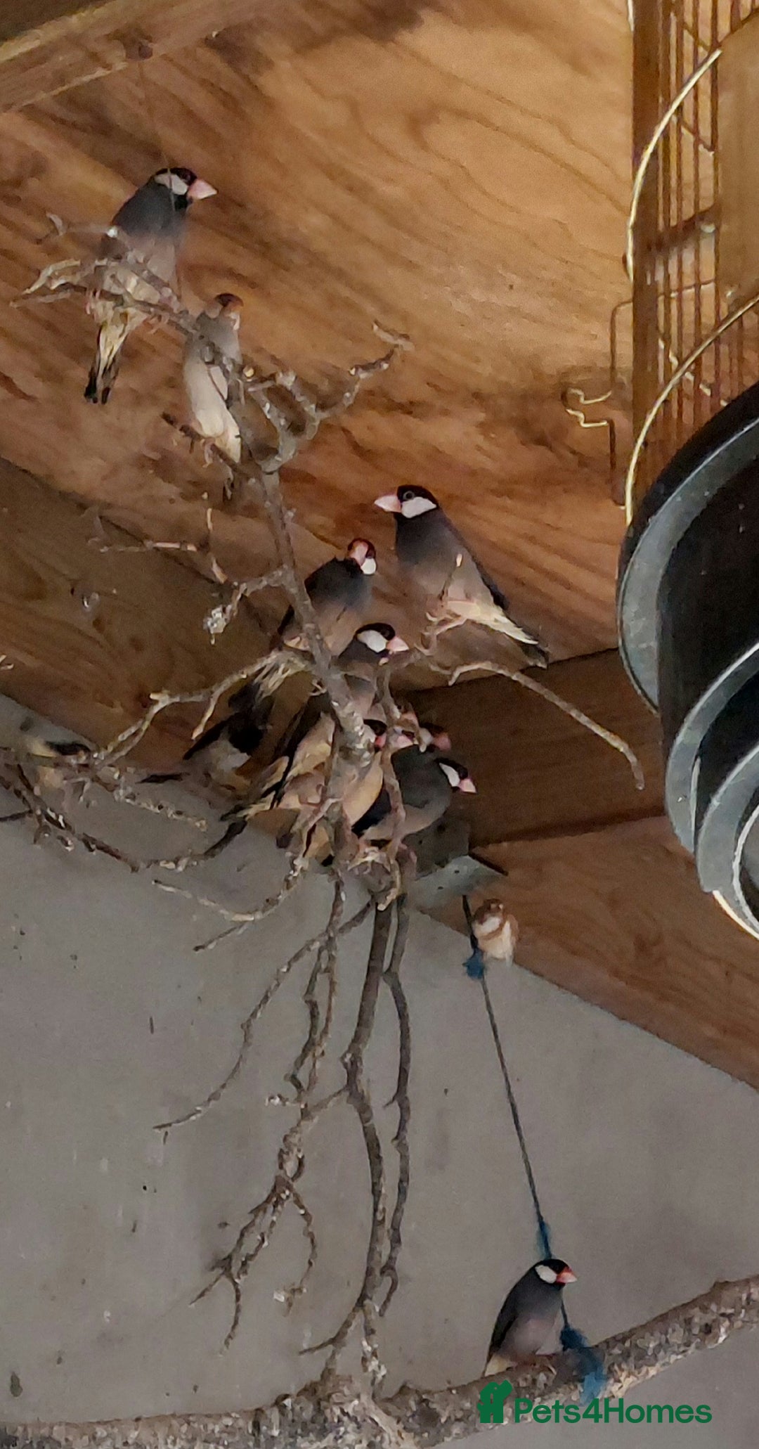 Finches birds for sale: Finches  - Advert 3