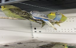 Budgerigars birds for sale: Beautiful baby budgies for sale  - Image 1