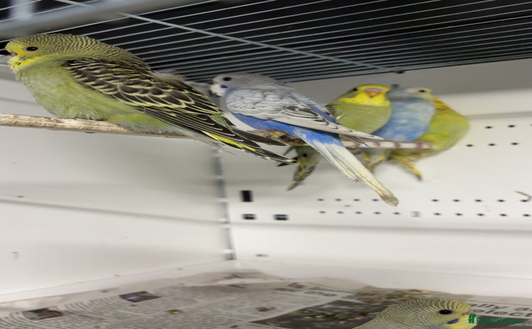 Budgerigars birds - Advert 7