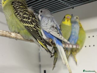 Budgerigars birds for sale - Advert 1