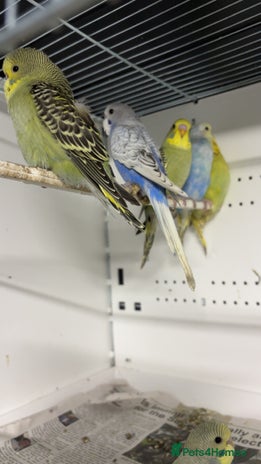 Budgerigars birds - Advert 7