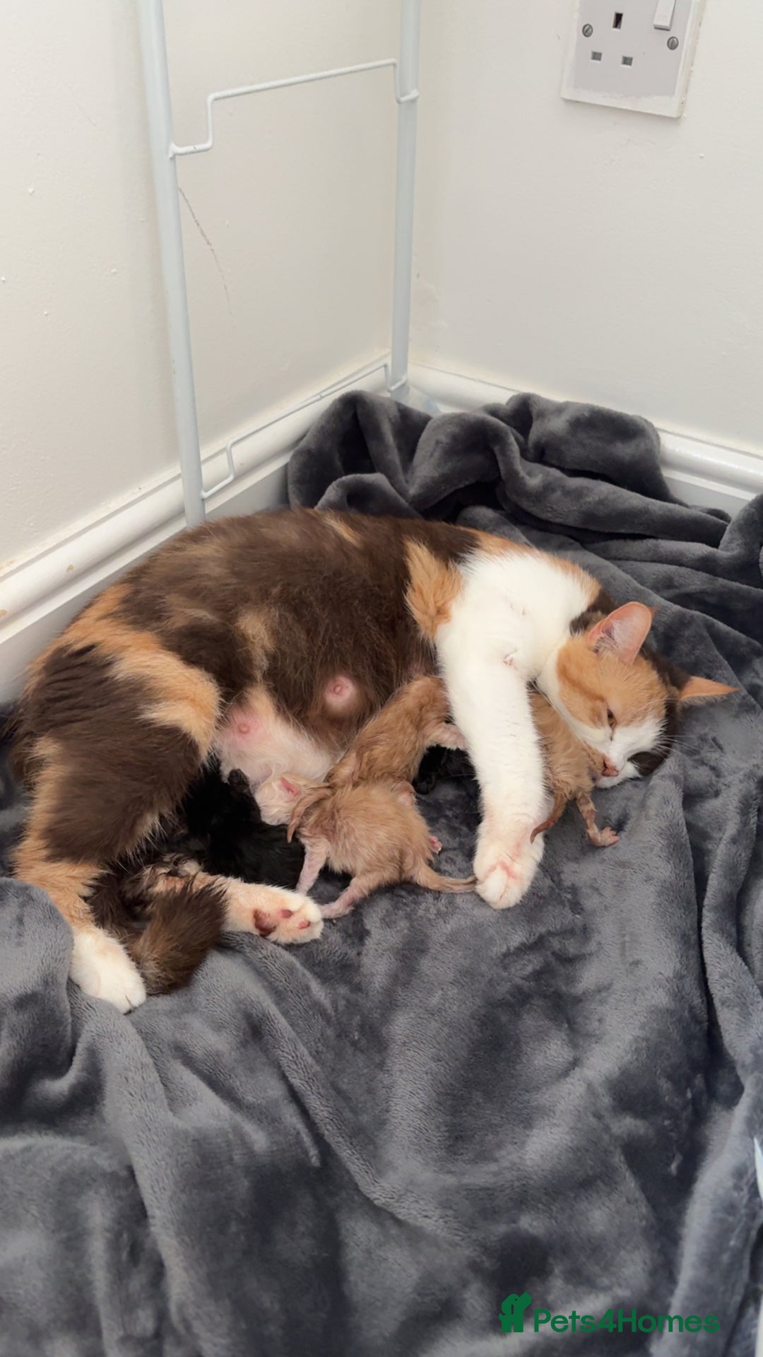 Persian cats for sale: 5 little Persian x boys - Image 12