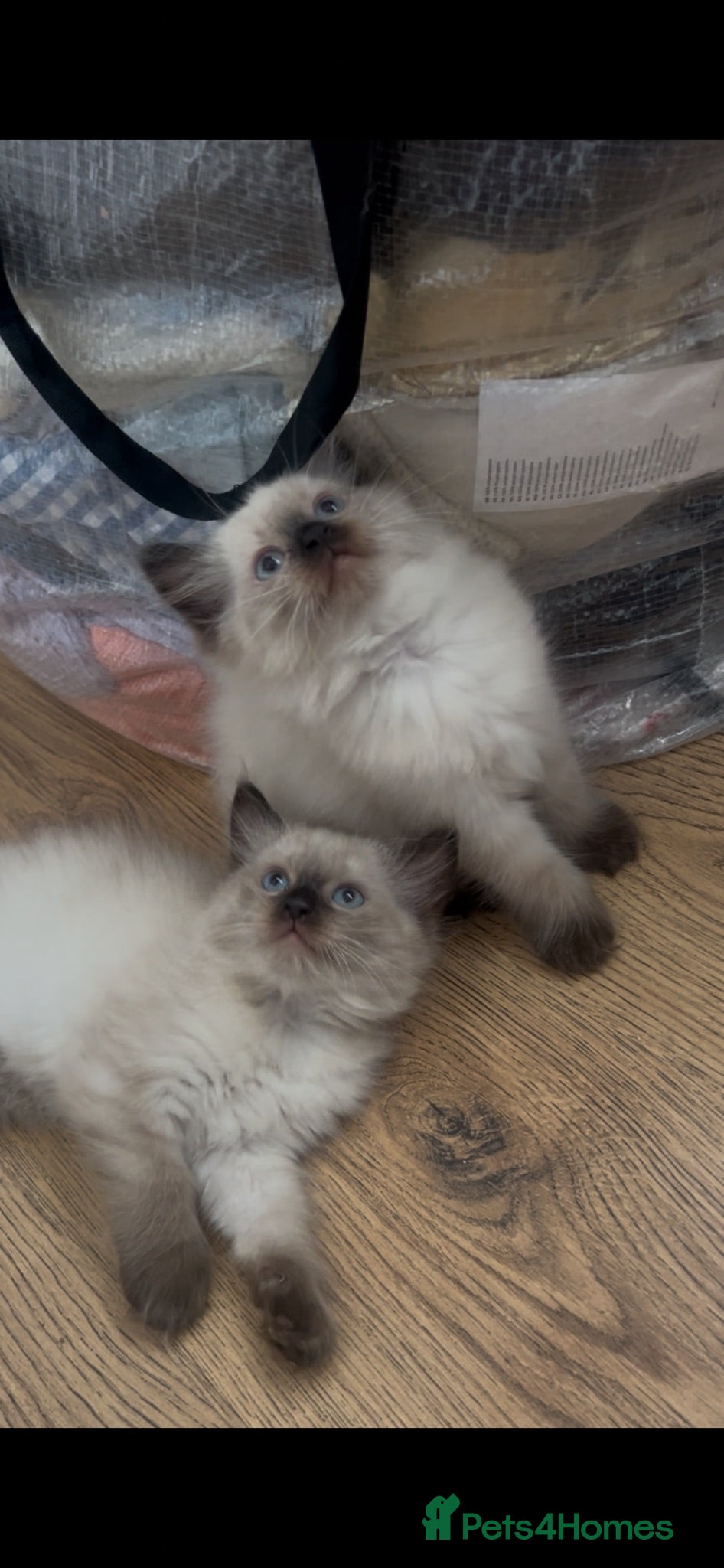 Ragdoll cats for sale: Beautiful fluffy Ragdolls  - Advert 1