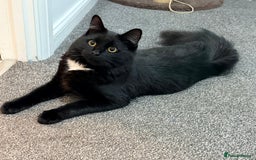 Maine Coon cats for sale: 10 Month old Kitten - Maine Coon - Image 1