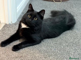 Maine Coon cats - Advert 26