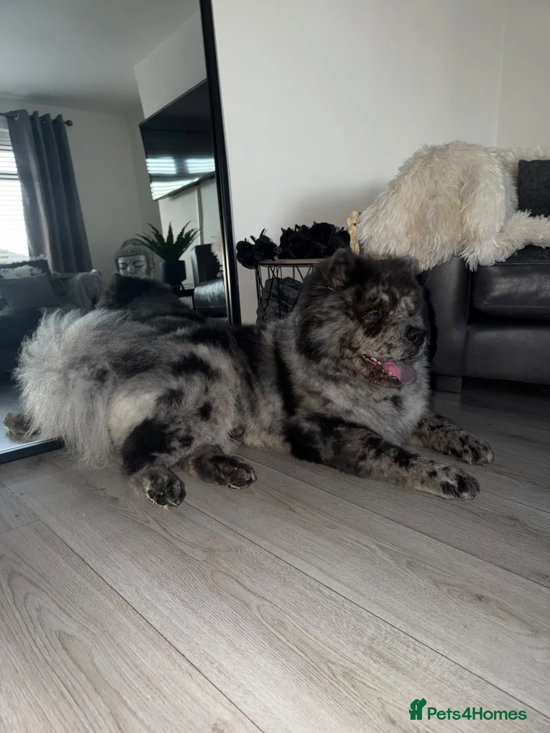 Chow Chow dogs for stud: Chow Stud in Dundee - Advert 4