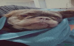 French Bulldog dogs for sale: Bouncy female needs home - Image 4