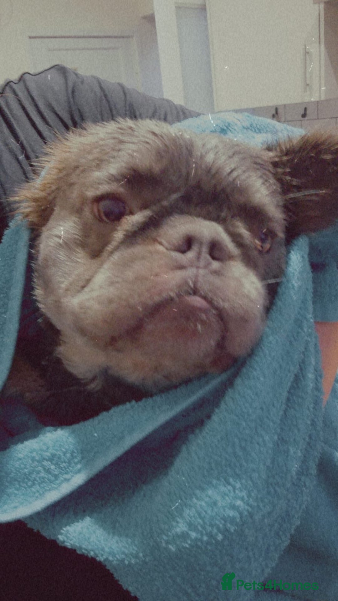 French Bulldog dogs for sale: Bouncy female needs home - Image 4