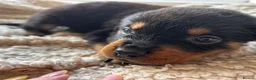 Rottweiler dogs for sale: Beautiful Rottweiler Pups  - Advert 38