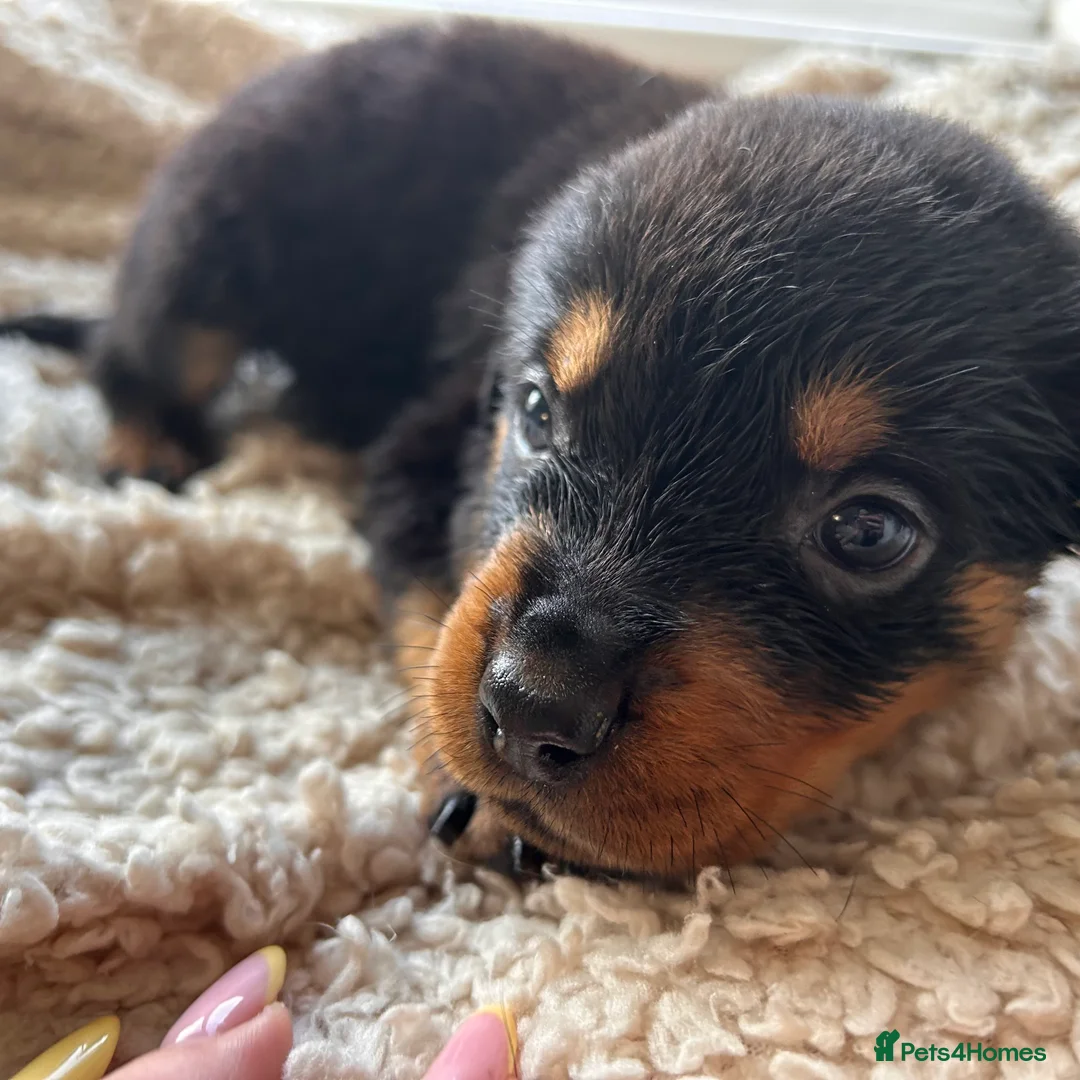 Rottweiler dogs for sale: Beautiful Rottweiler Pups  - Advert 38