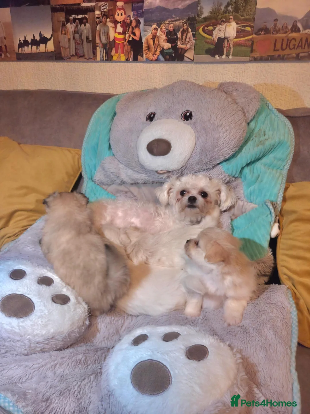 Mixed Breed dogs for sale: Adorable Puppies🐶🐶🐶 - Advert 2