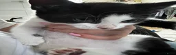Mixed Breed cats for sale: 1 kitten  in Leicester - Advert 2