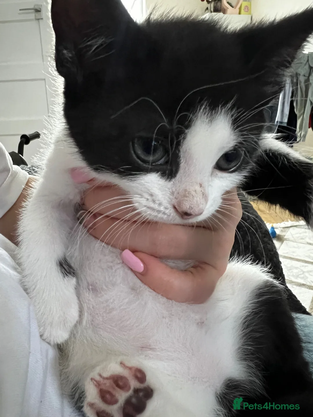 Mixed Breed cats for sale: 1 kitten  in Leicester - Advert 2