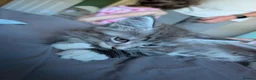 Maine Coon cats for sale: Maine Coon Boy - Advert 4