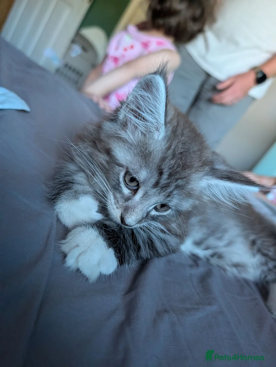 Maine Coon cats for sale: Maine Coon Boy - Advert 4