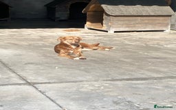 Mixed Breed dogs for adoption: Miriam, 14 months approx. Available for adoption. - Image 4