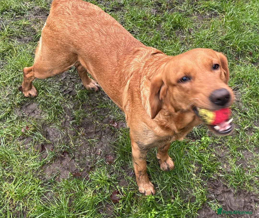 Goldador dogs for sale: BORN FROM HIP, ELBOW AND DNA PERFECT PARENTS - Advert 15