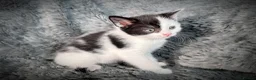 Mixed Breed cats for sale: 9 beautiful kittens looking for new homes  - Advert 26