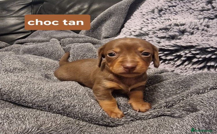 Miniature Dachshund dogs - Advert 15
