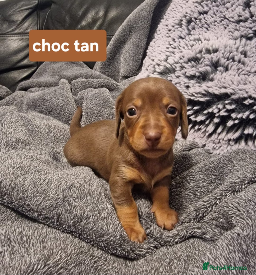 Miniature Dachshund dogs for sale: CHAMPION KC REG MINIATURE DACHSHUND PUPS.  - Image 1