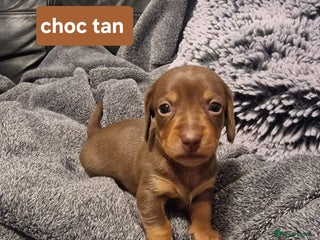 Miniature Dachshund dogs - Advert 2