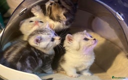 Munchkin cats for sale: Full Pedigree Munchkin Kittens  - Image 7