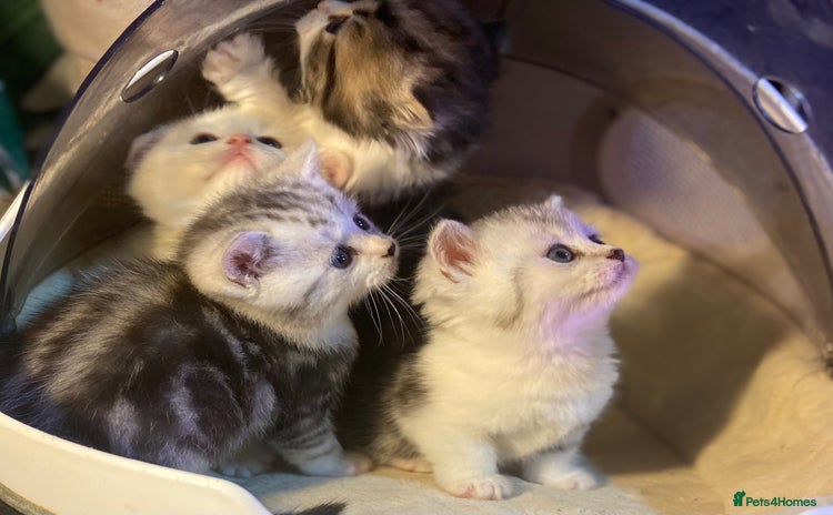 Munchkin cats - Advert 2