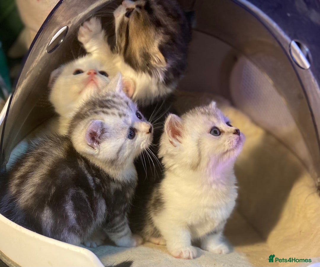 Munchkin cats for sale: Full Pedigree Munchkin Kittens  - Image 7