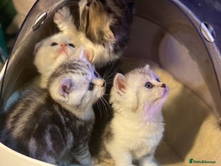 Munchkin cats - Advert 2