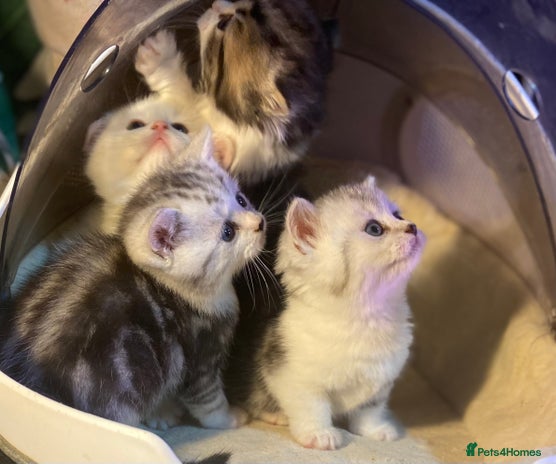 Munchkin cats - Advert 2