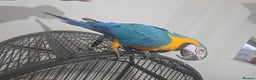 Macaws birds for sale: Blue maccaw parrot for sale (male) - Advert 4