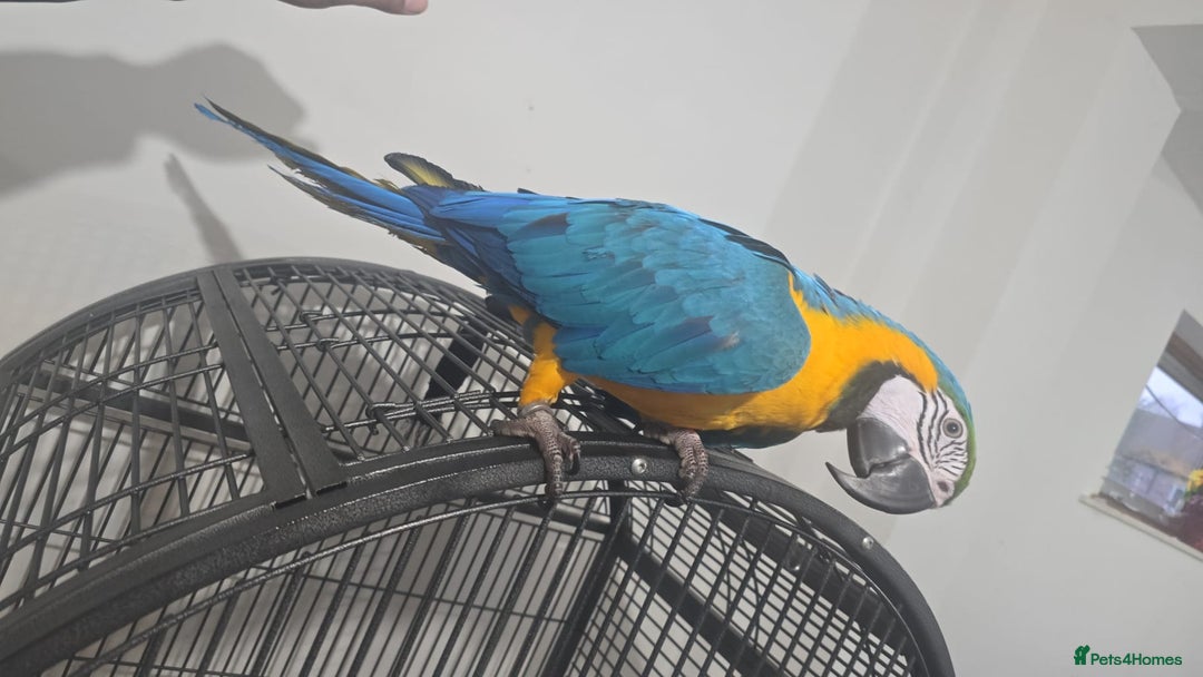Macaws birds for sale: Blue maccaw parrot for sale (male) - Advert 4