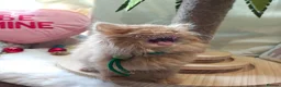 British Longhair cats for sale: British longhair boys  - Advert 3