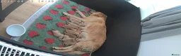 Golden Retriever dogs for sale: Kc fox red, golden & white golden-retriever puppys - Advert 2