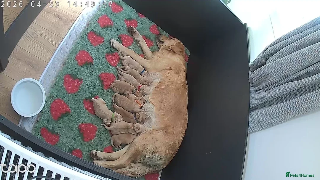 Golden Retriever dogs for sale: Kc fox red, golden & white golden-retriever puppys - Advert 2