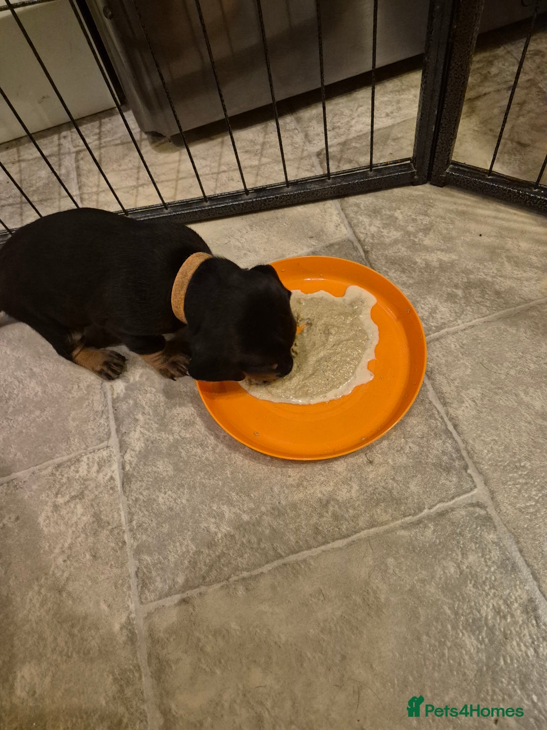 Dachshund dogs for sale: Standard Dachshund Puppies - Advert 24