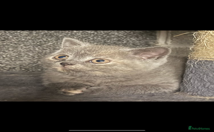 British Shorthair cats - Advert 6