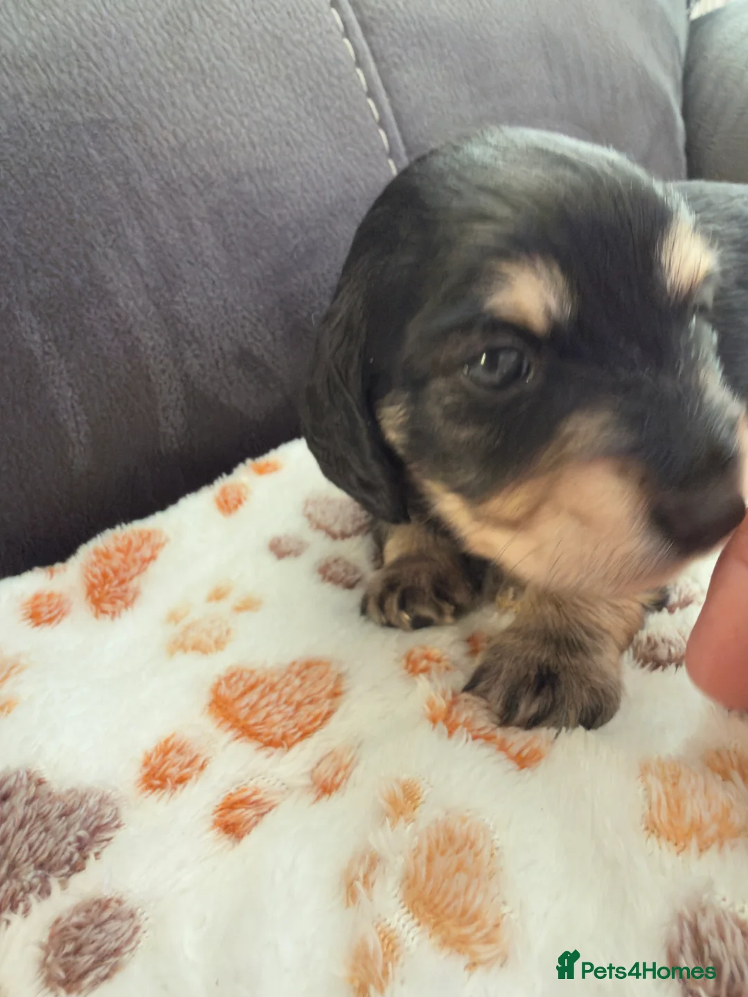 Miniature Dachshund dogs for sale: Litter of 5 stunning puppies - Advert 2