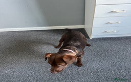 Patterdale Terrier dogs for sale: Female Patterdale Pup - Image 5