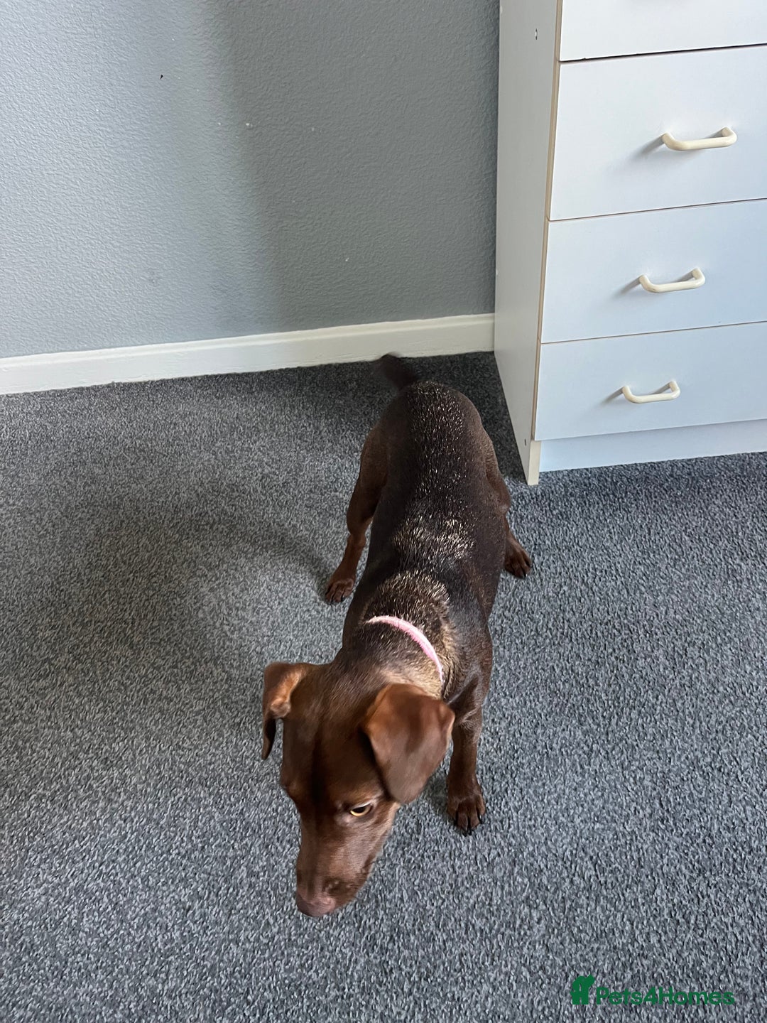 Patterdale Terrier dogs for sale: Female Patterdale Pup - Image 5