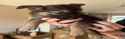 German Shepherd dogs for sale: German Shepherd Female Ready for New Home - Advert 4