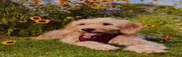 Mini Goldendoodle dogs for sale: READY TO LEAVE - 5* BREEDER & POLICE DOG TRAINER  in Lincoln - Advert 16