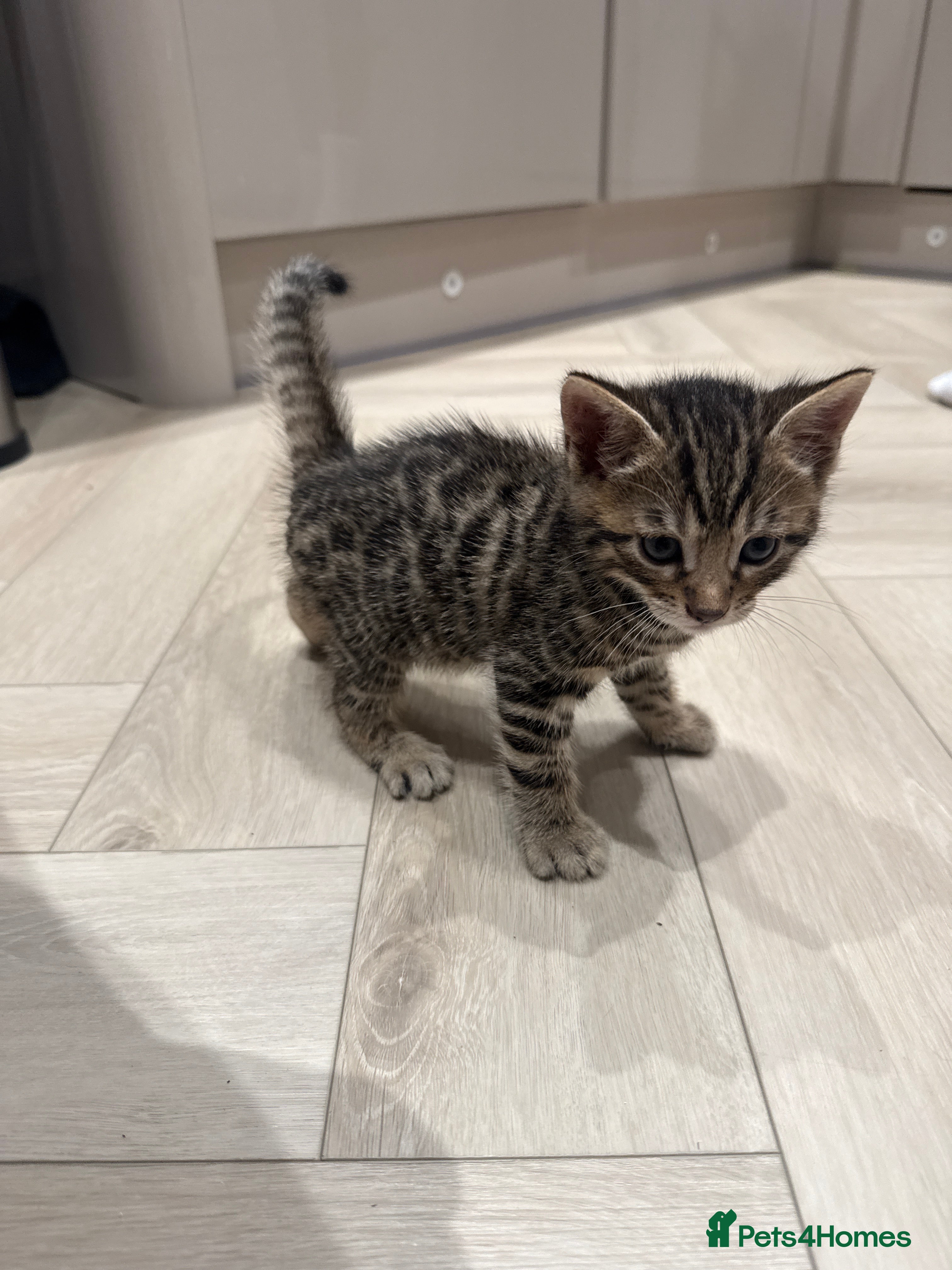 Bengal cats Bengal mixed kitten - Advert 2
