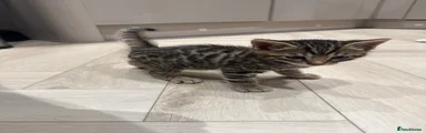 Bengal Kitten 5