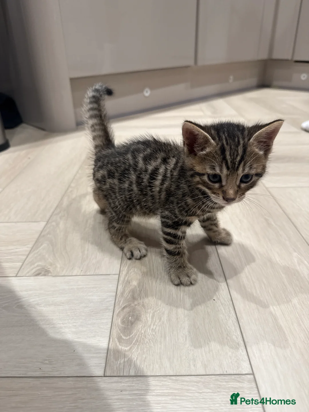 Bengal cats for sale: Bengal mixed kitten - Advert 2